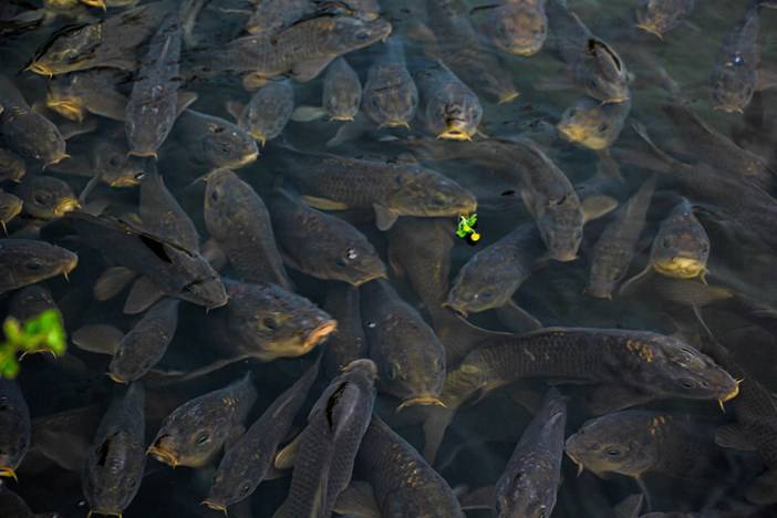 Karagöl muhteşem doğası ile masal diyarlarını andırıyor 12